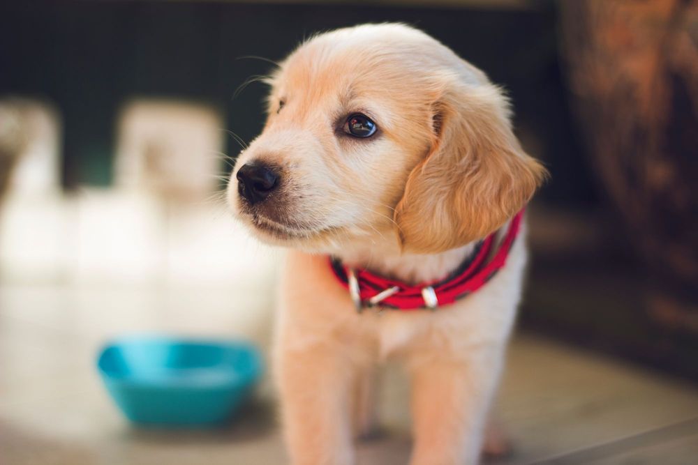 Kahve Falında Köpek Görmek