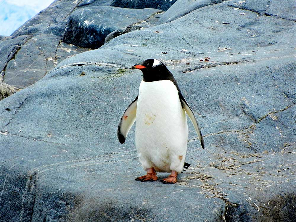 Kahve Falında Penguen Görmek