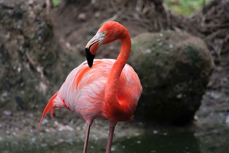 Falda Flamingo Görmek